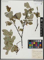 Foto von Salix hastata L.